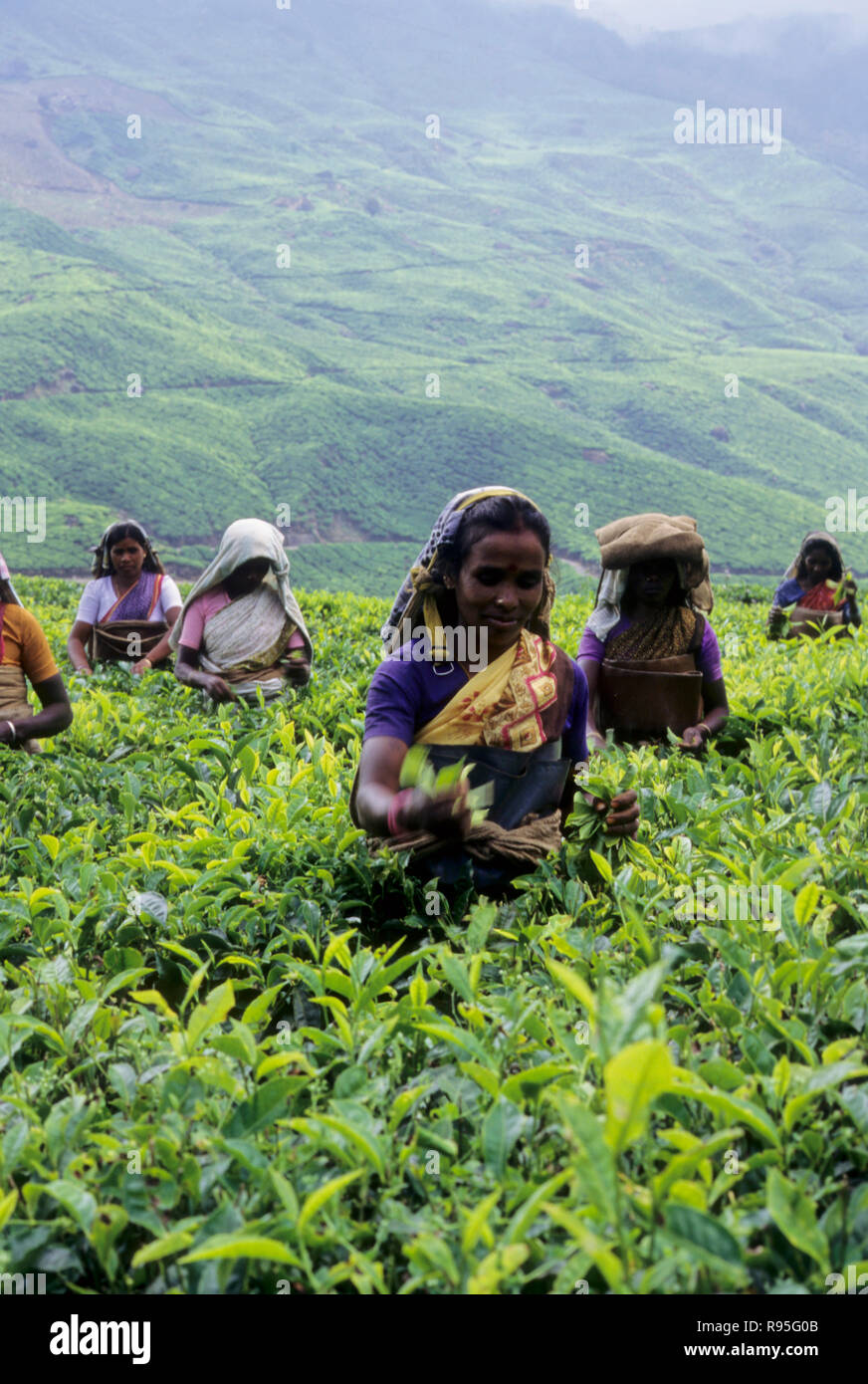 woman working in tea garden, munnar, kerala, india, MR Stock Photo