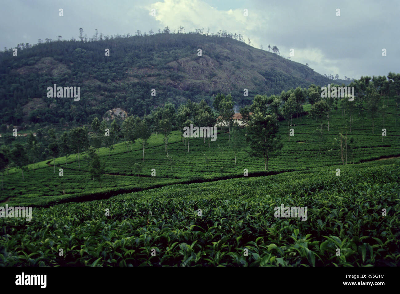 tea garden, nilgiri hills, tamil nadu, india Stock Photo Alamy