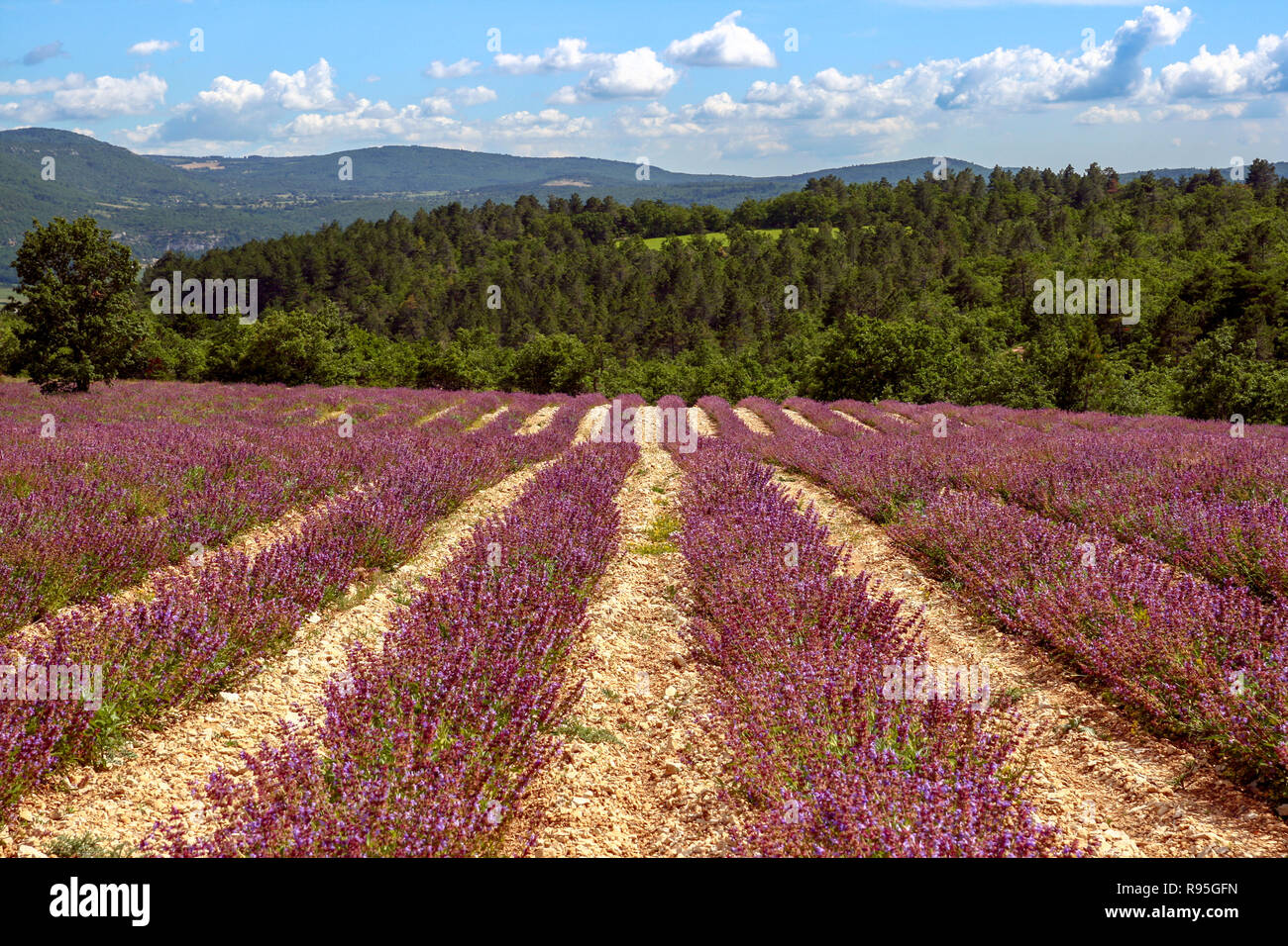 Lavender field landscape in the Provence, Southern France Stock Photo