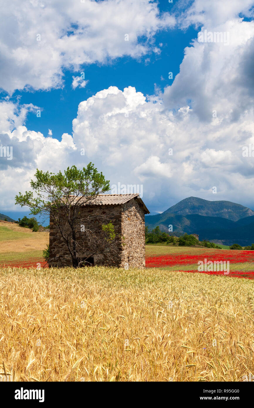 Poppy field provence south france hi-res stock photography and images ...