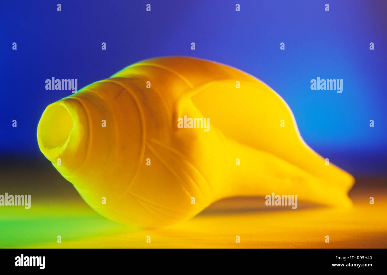 Conch shell india hi-res stock photography and images - Alamy