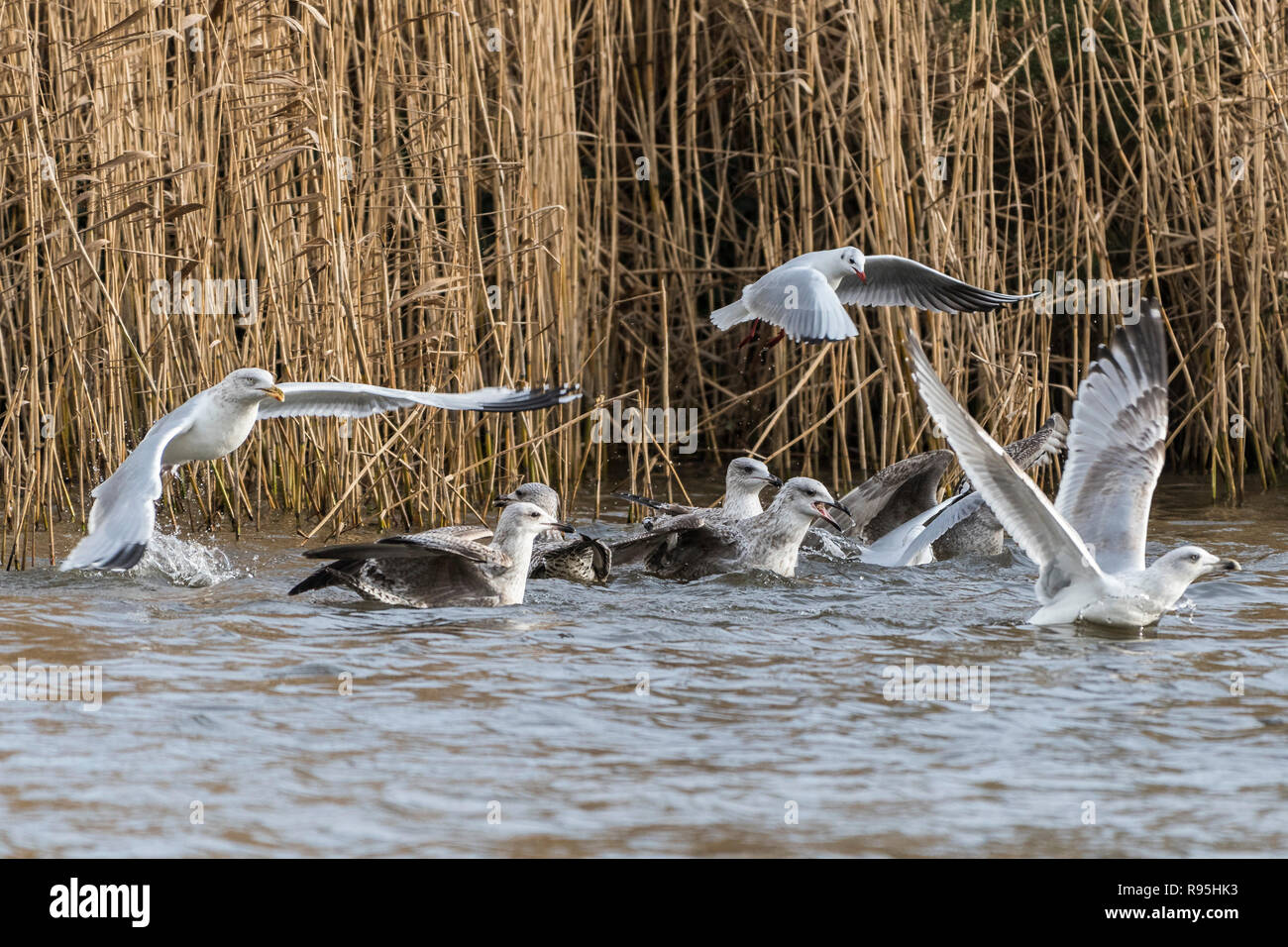 Black Headed Gulls Chroicocephalus Ridibundus in their winter plumage and various immature gulls at Trenance Boating Lake in Trenance Gardens in Newqu Stock Photo