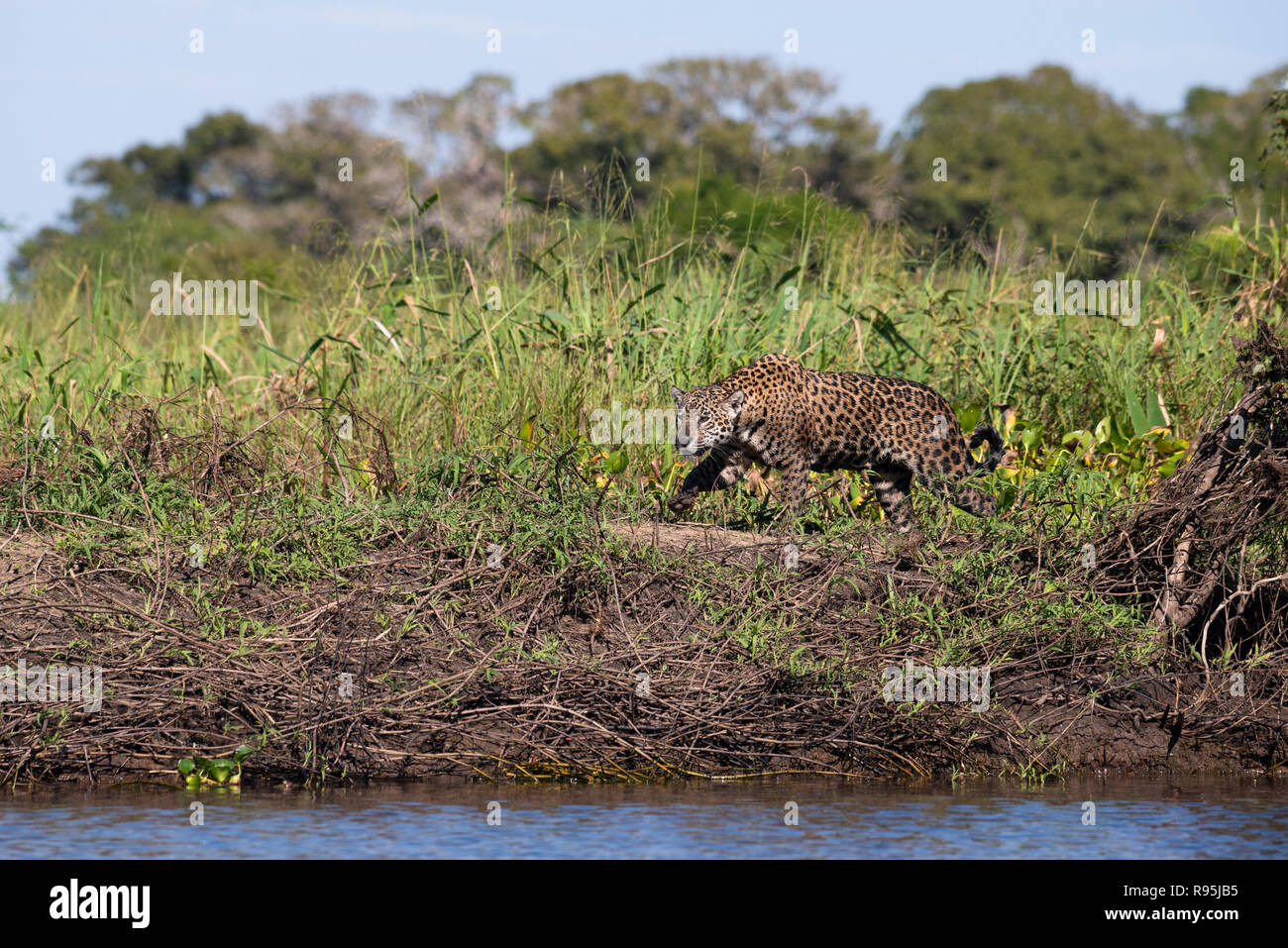 A Jaguar from North Pantanal Stock Photo