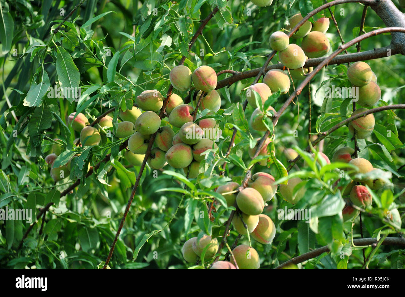 The colorful Indian Peach fruit Stock Photo Alamy