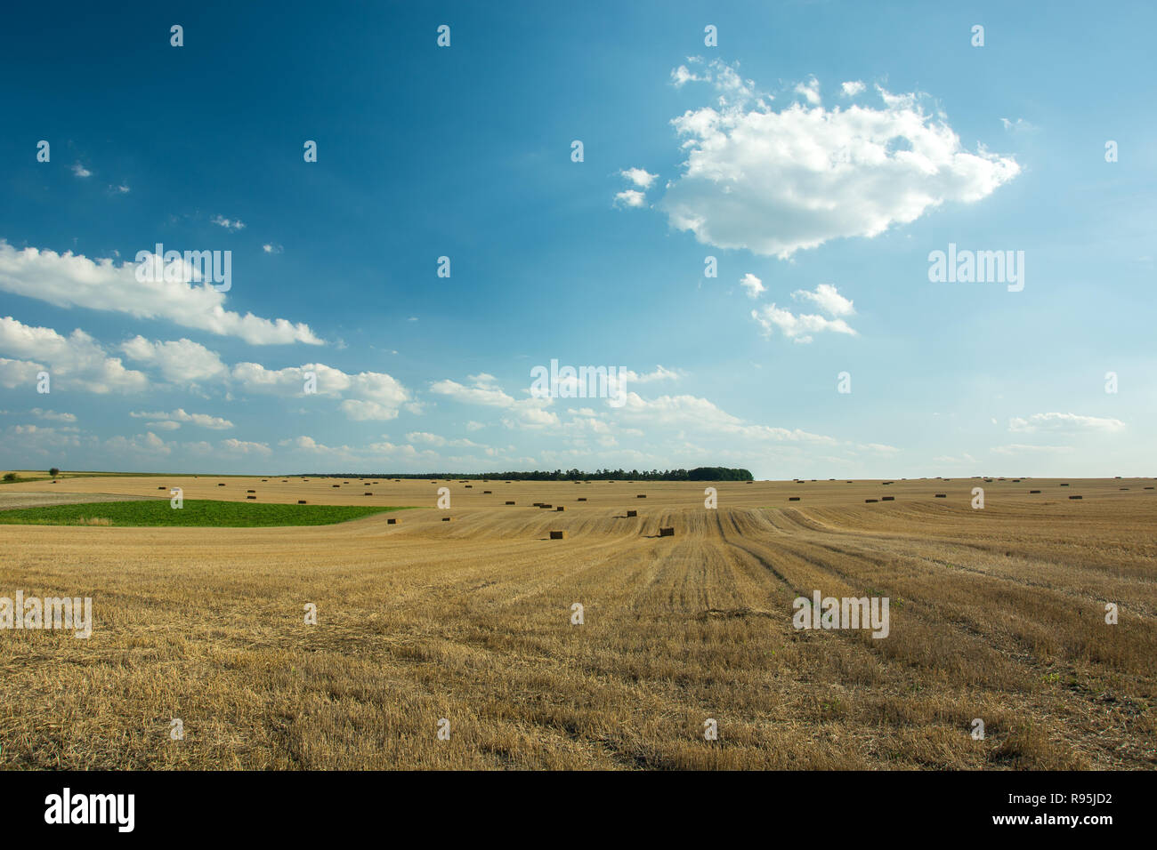 Large mowed field with bales of hay, horizon and white clouds on a blue ...