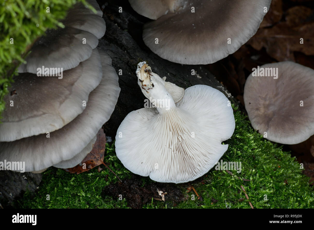 Pleurotus ostreatus, the oyster mushroom, a delicious mushroom growing wild in Finland Stock Photo