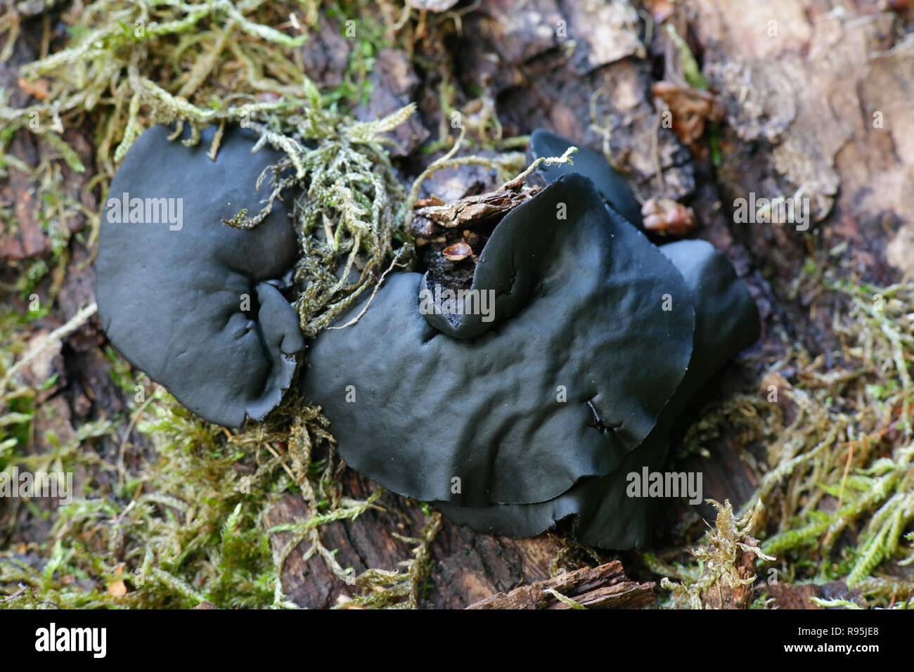 Bulgaria inquinans, Black Bulgar fungus Stock Photo