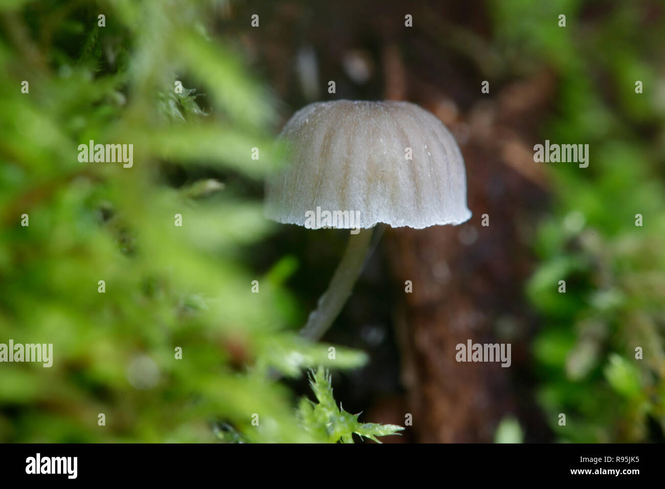 Fairy helmet bonnet mushroom, Mycena pseudocorticola Stock Photo