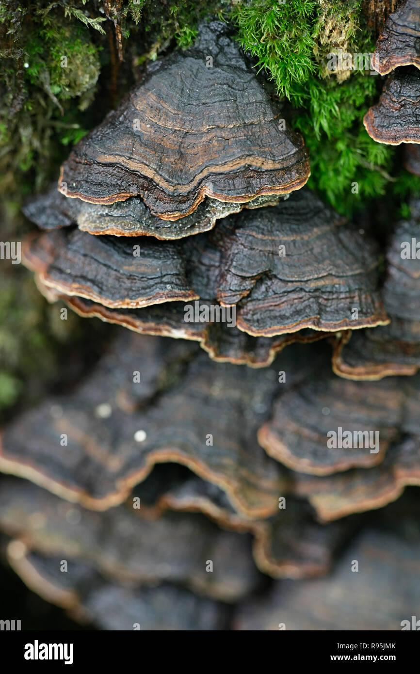 Oak Curtain Crust fungus, Hymenochaete rubiginosa Stock Photo
