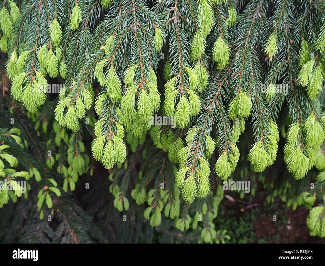 New spring growth on the branches of a Norway spruce tree Stock Photo