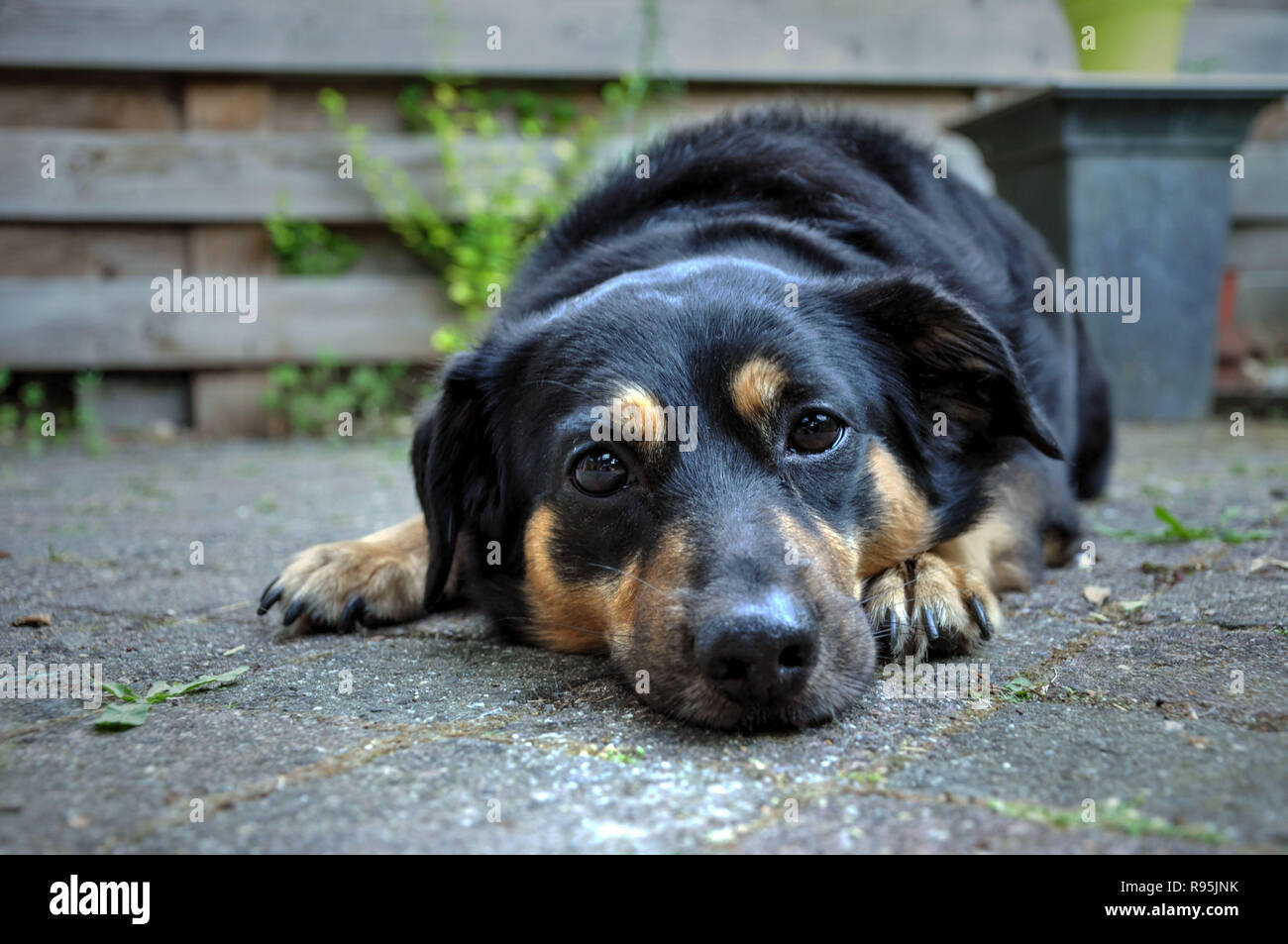 adorable mixed breed dog Stock Photo