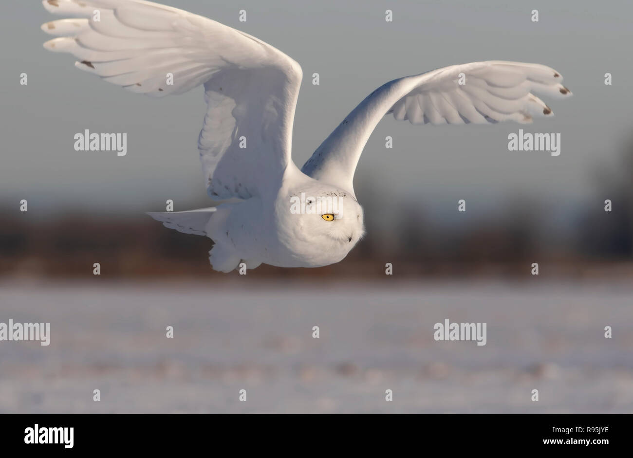 Male Snowy owl (Bubo scandiacus) flies low hunting over an open sunny snowy cornfield in Ottawa, Canada Stock Photo