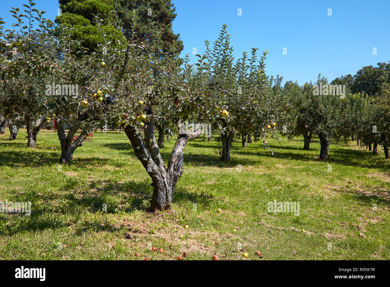 Apple trees orchard in a sunny summer day, clear blue sky Stock Photo