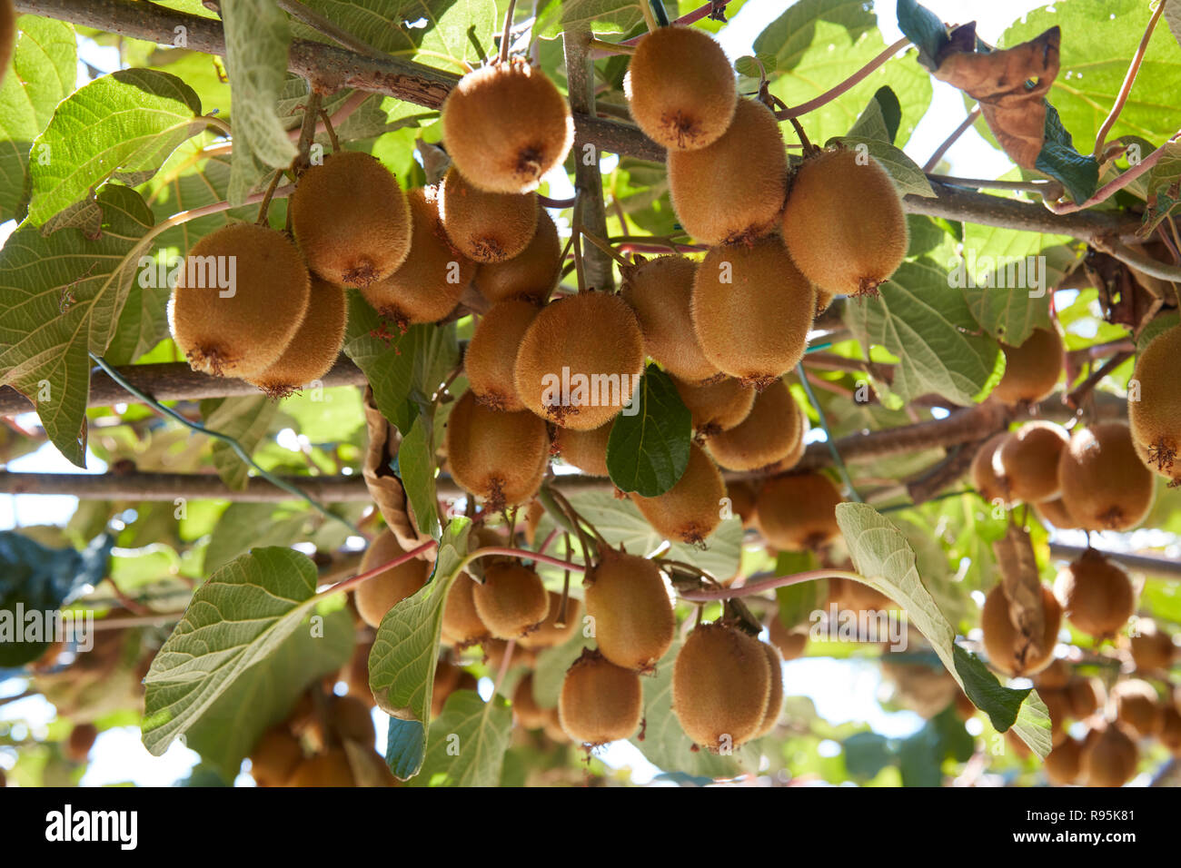 Kiwi fruits and plants, cultivation in a sunny summer day Stock Photo