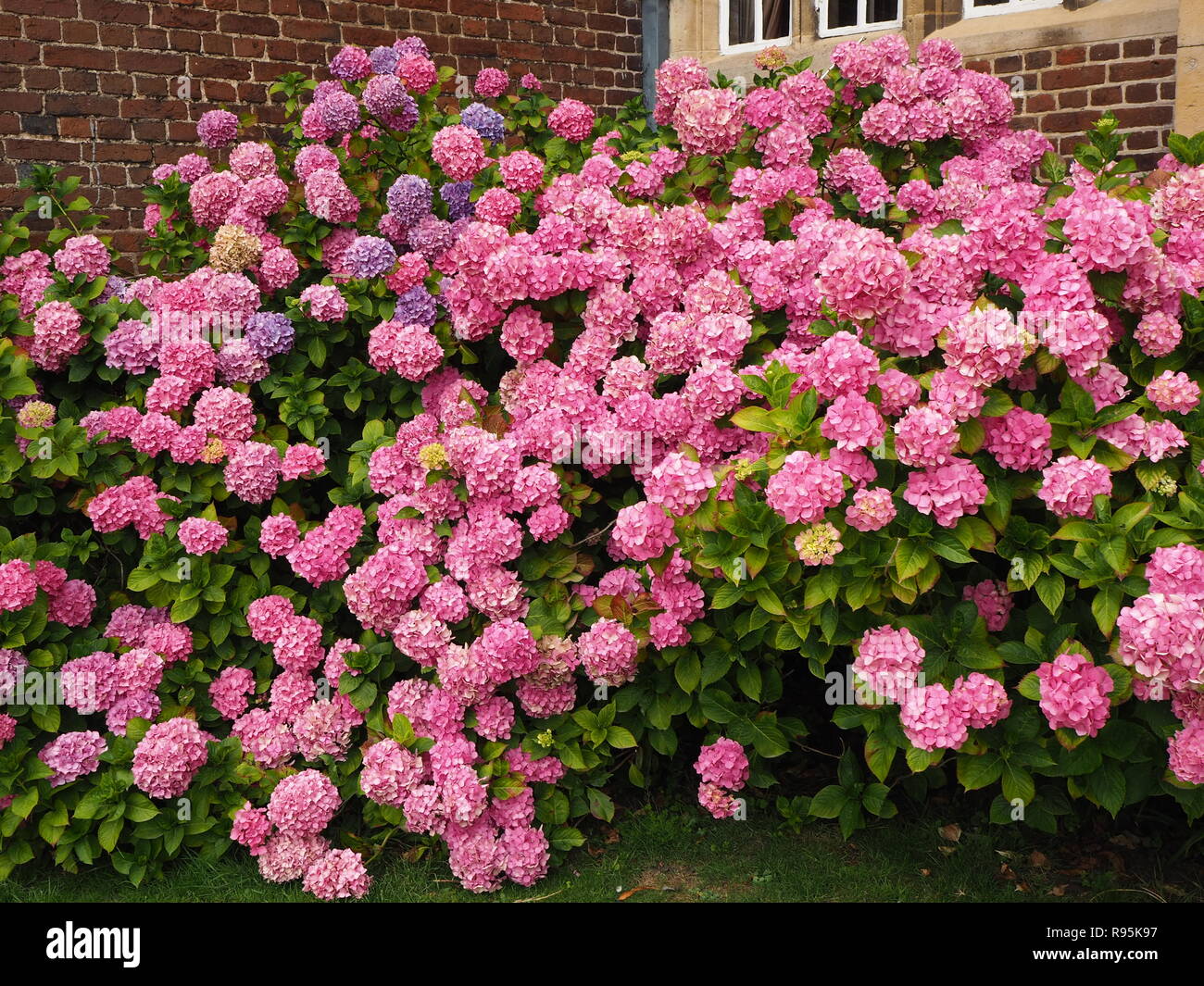 Abundant pink flowers on a Hydrangea bush in front of a house Stock Photo