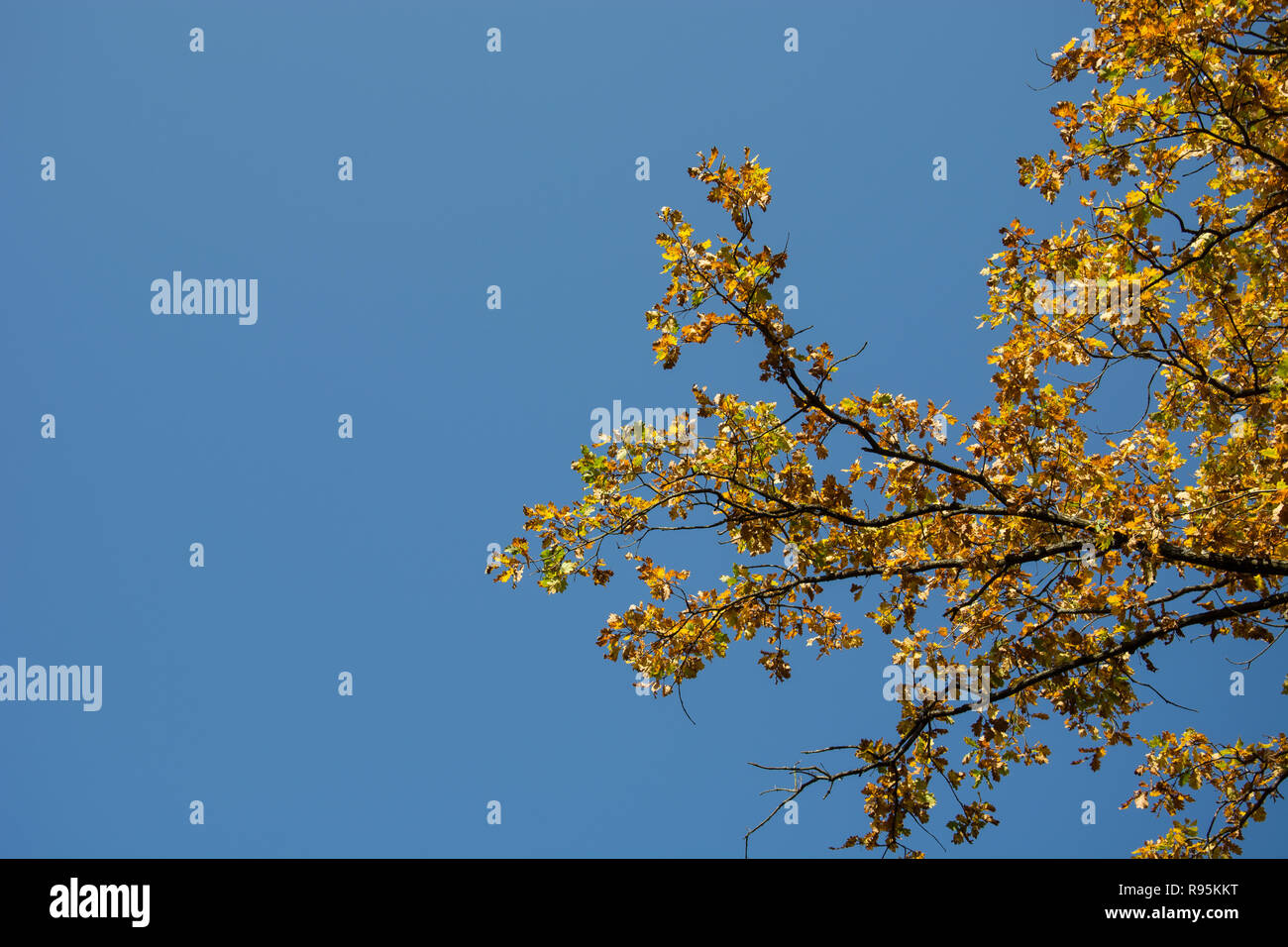 Branches of a tree with yellow leaves against a cloudless blue sky ...