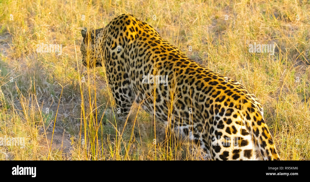 Camouflaged wild cat lying in the grass. Hunting prey on the Savannah. Conservation of endangered animals. Protected species of Africa Stock Photo - Alamy Camouflaged wild cat lying in the grass. Hunting prey on the Savannah. Conservation of endangered animals. Protected species of Africa Stock Photo - Alamy