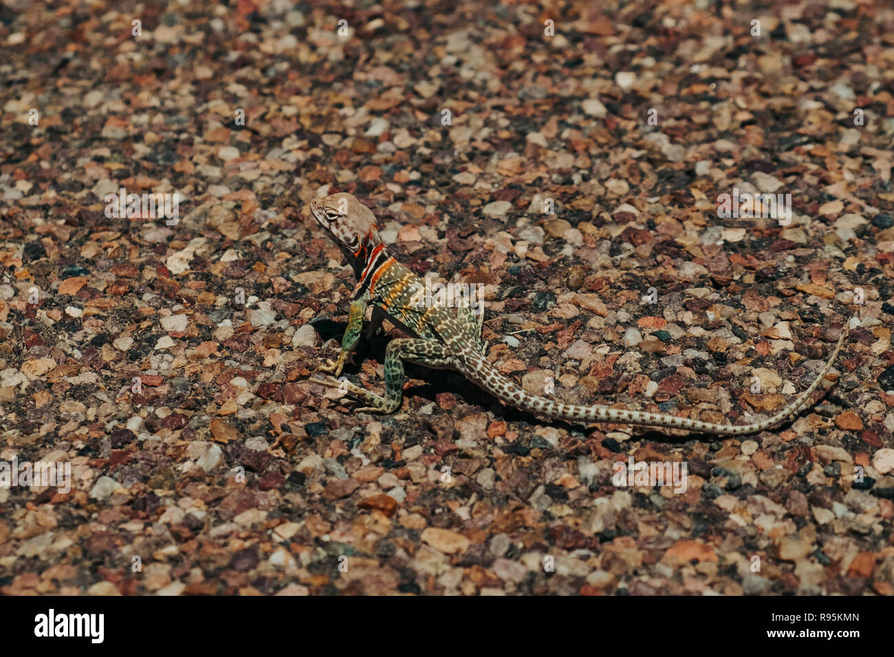 The Eastern Collared Lizard on a pebbled trail in Petrified Forest