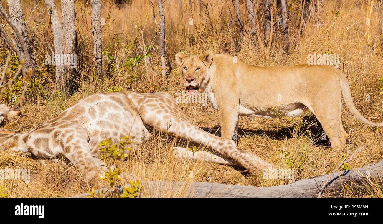 African Lion eating a Giraffe on safari in a South African Game Reserve Stock Photo