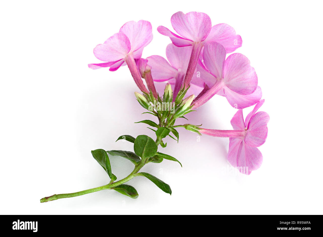 Phlox flower closeup isolated on white background Stock Photo