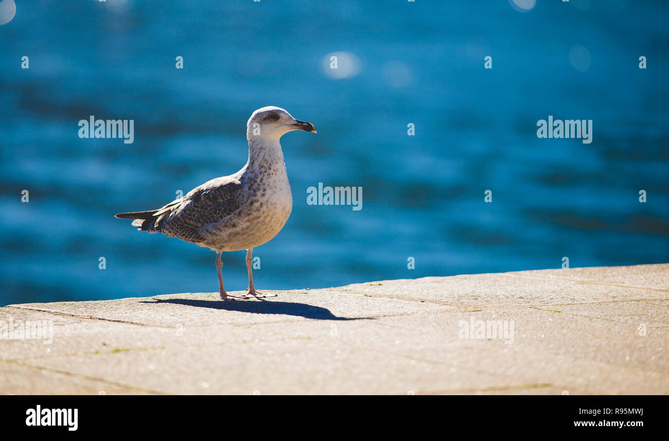 Bluish wing hi-res stock photography and images - Alamy