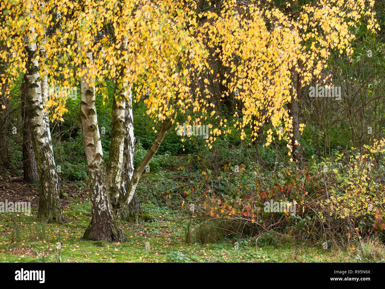 Common birch, silver birch, European white birch, Betula pendula, in