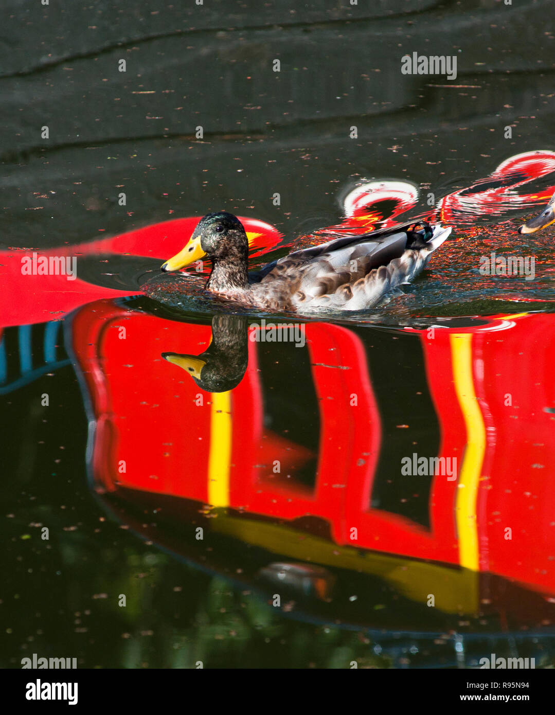 A mallard duck on the canal, with vibrant colors reflecting from the barge above, in Birmingham, England. Stock Photo