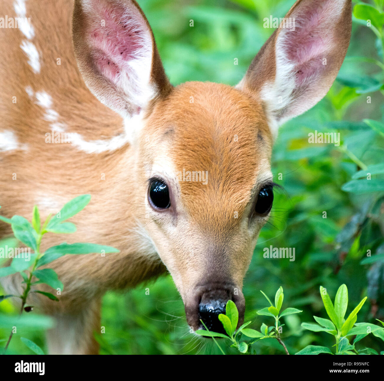 White-tailed Deer Fawn, Animal Portrait Stock Photo