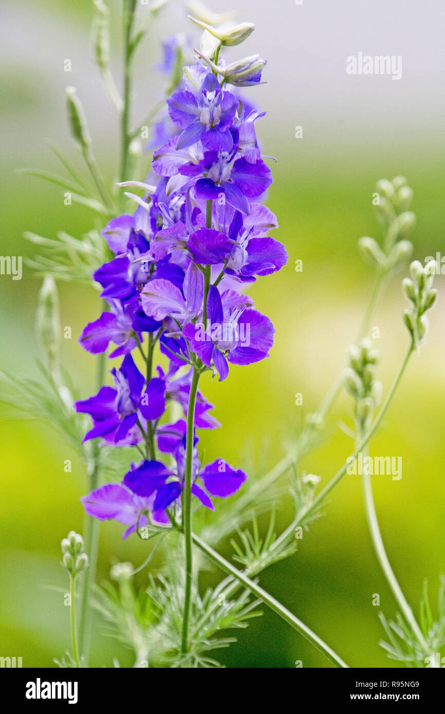 Larkspur Flower Spike Stock Photo