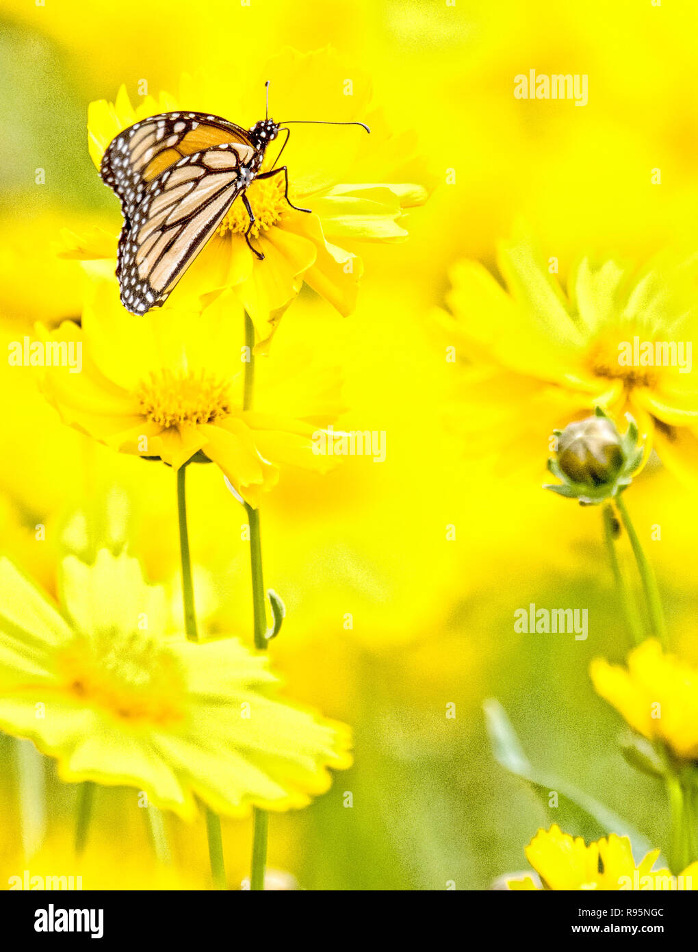 Monarch Butterfly on Tickseed Flowers Stock Photo