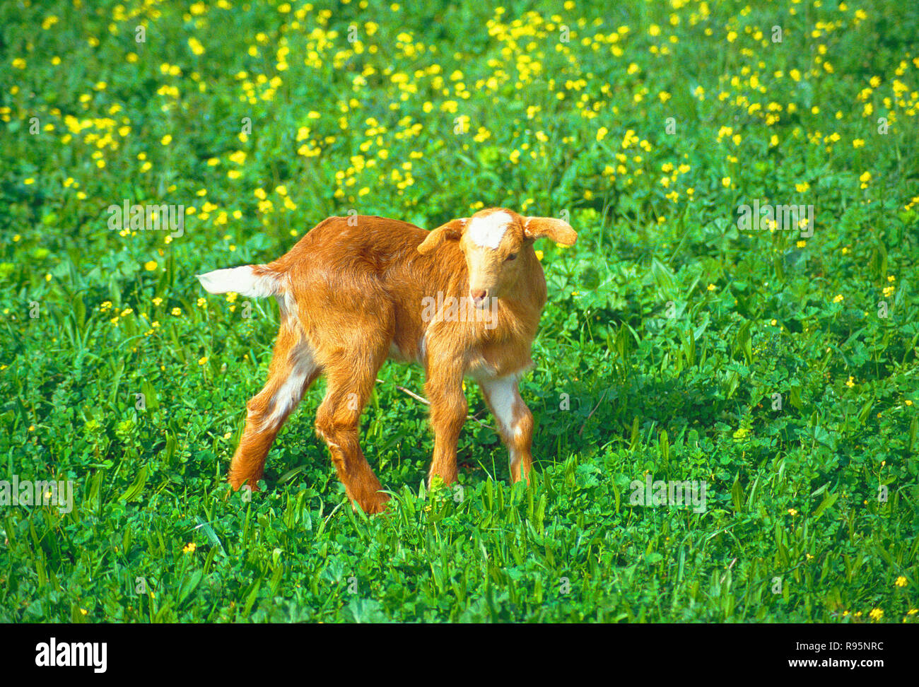 Young goat in a meadow. Stock Photo