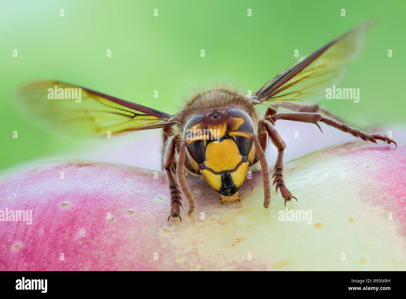 Hornisse, Vespa Crabro, European Hornet - Detailed Macro Stack Stock ...