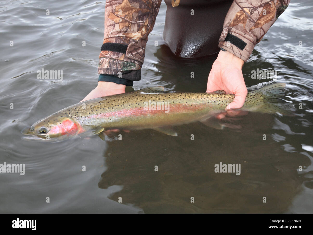 Juvenile steelhead trout, Juvenile steelhead trout in a nat…