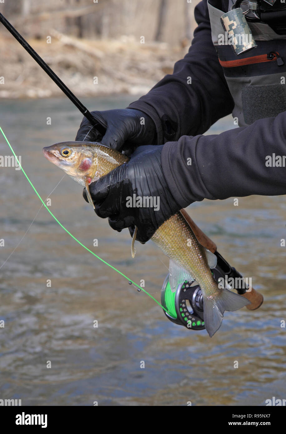 Fly fisherman holding a freshly caught mountain whitefish closeup Stock Photo