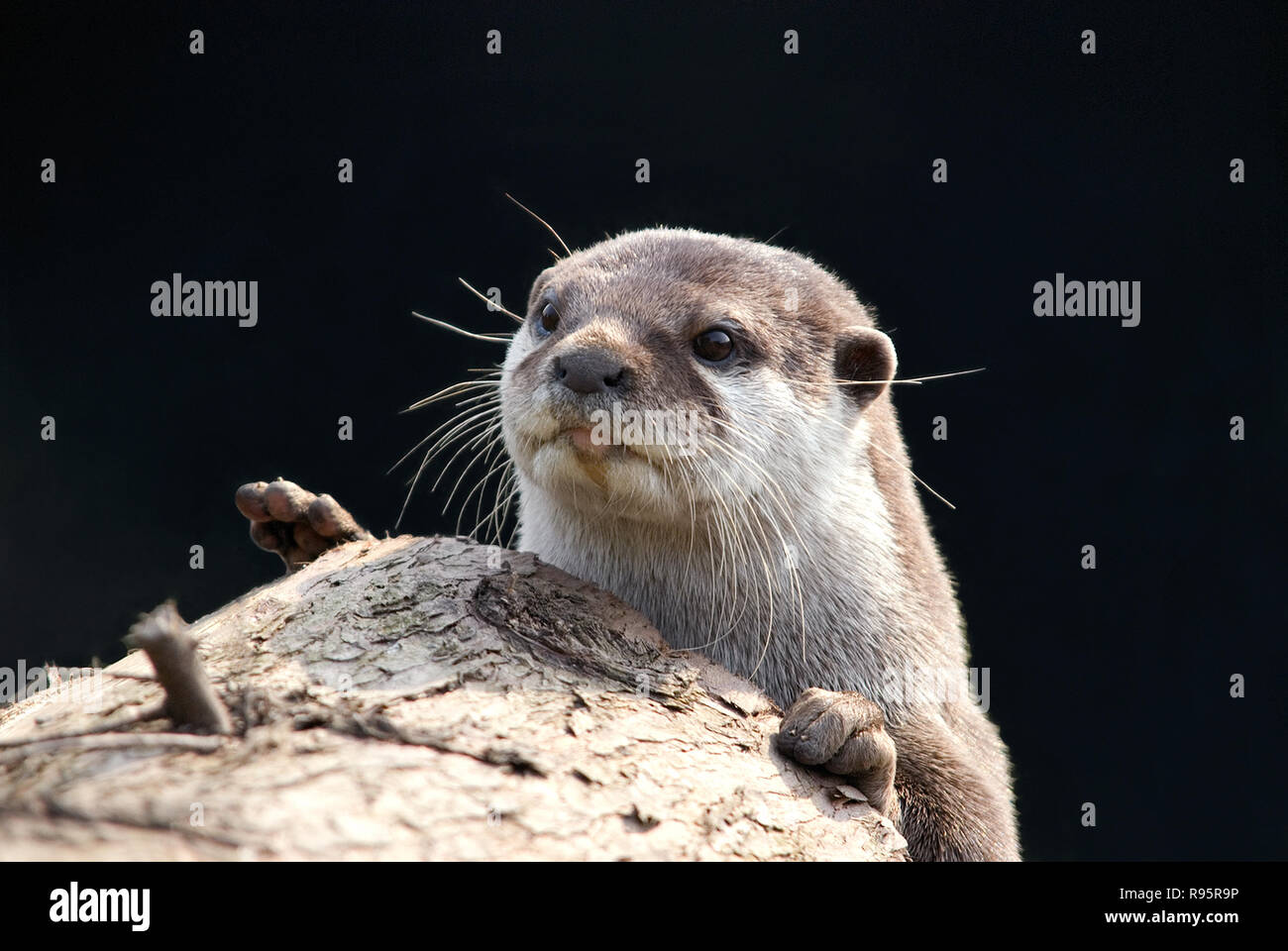 Otter Stock Photo