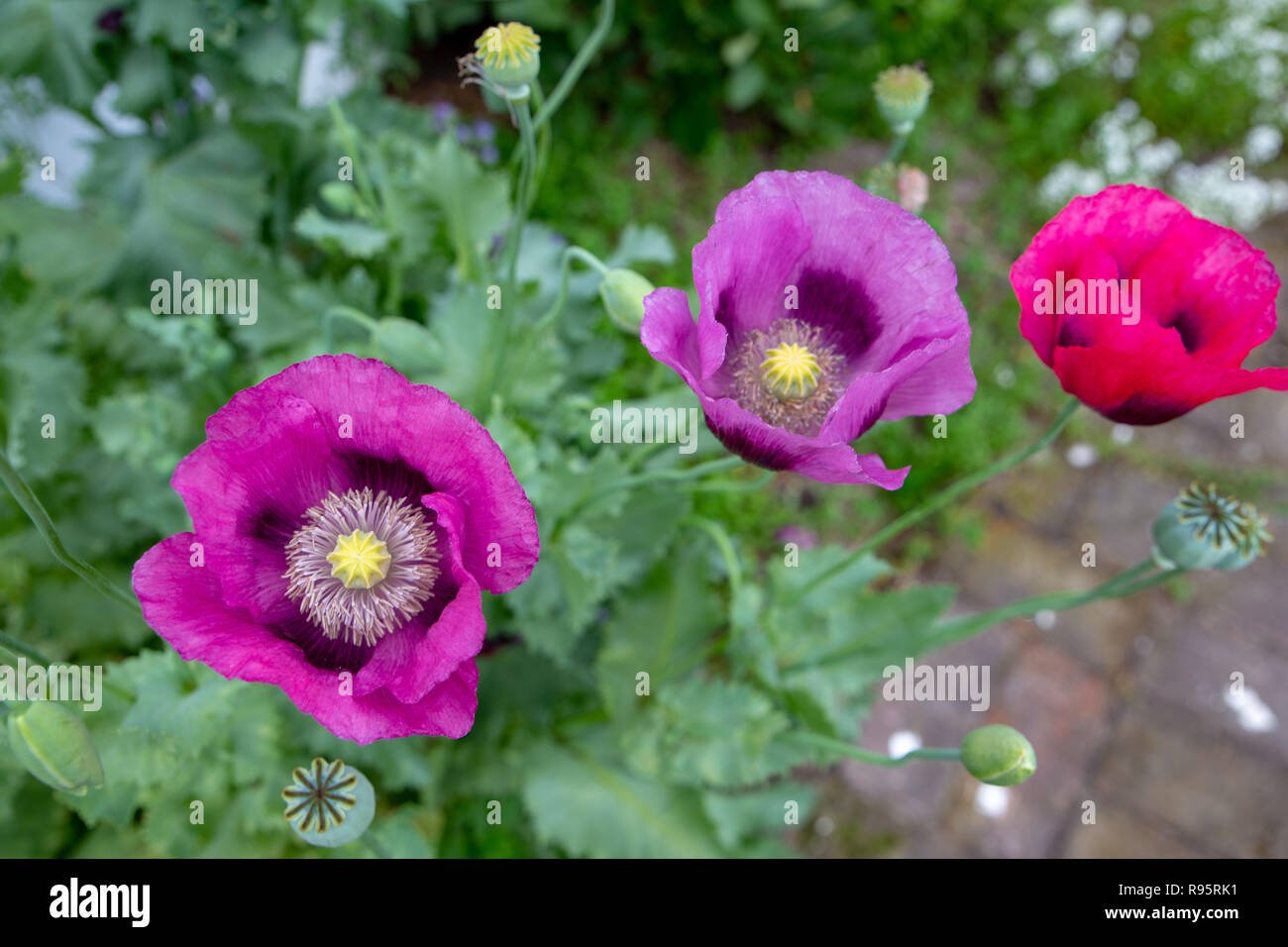 Vibrant Poppy flowers in a wildflower garden Stock Photo