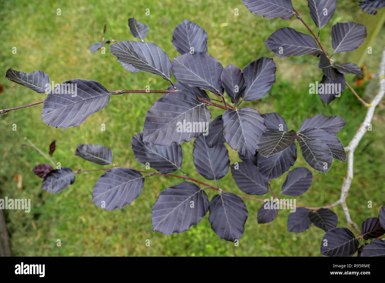 Copper beech tree hires stock photography and images Alamy