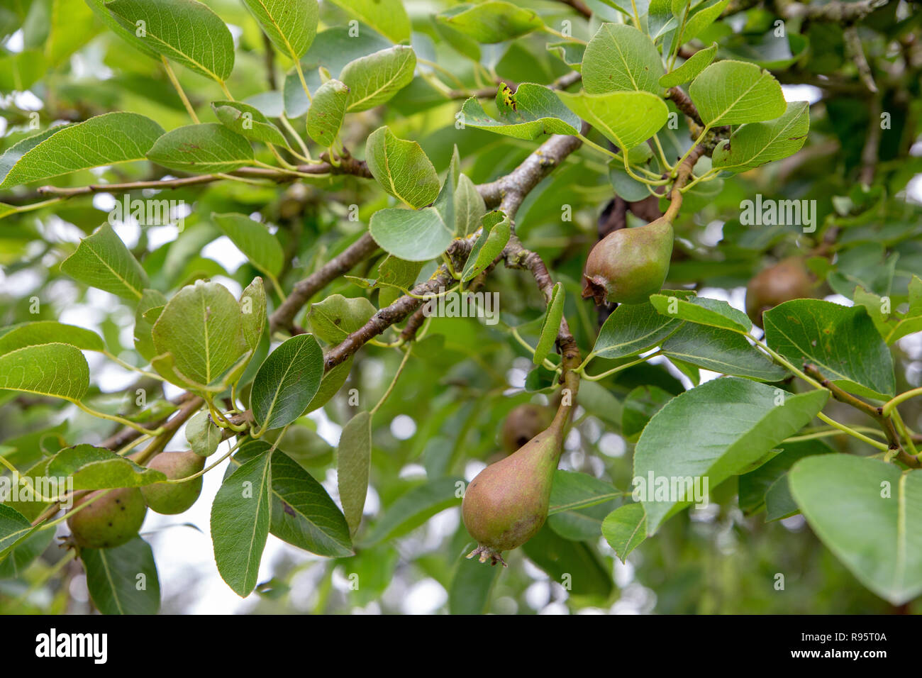 Young unripe pears growing on a pear tree in an organic garden in New Zealand Stock Photo