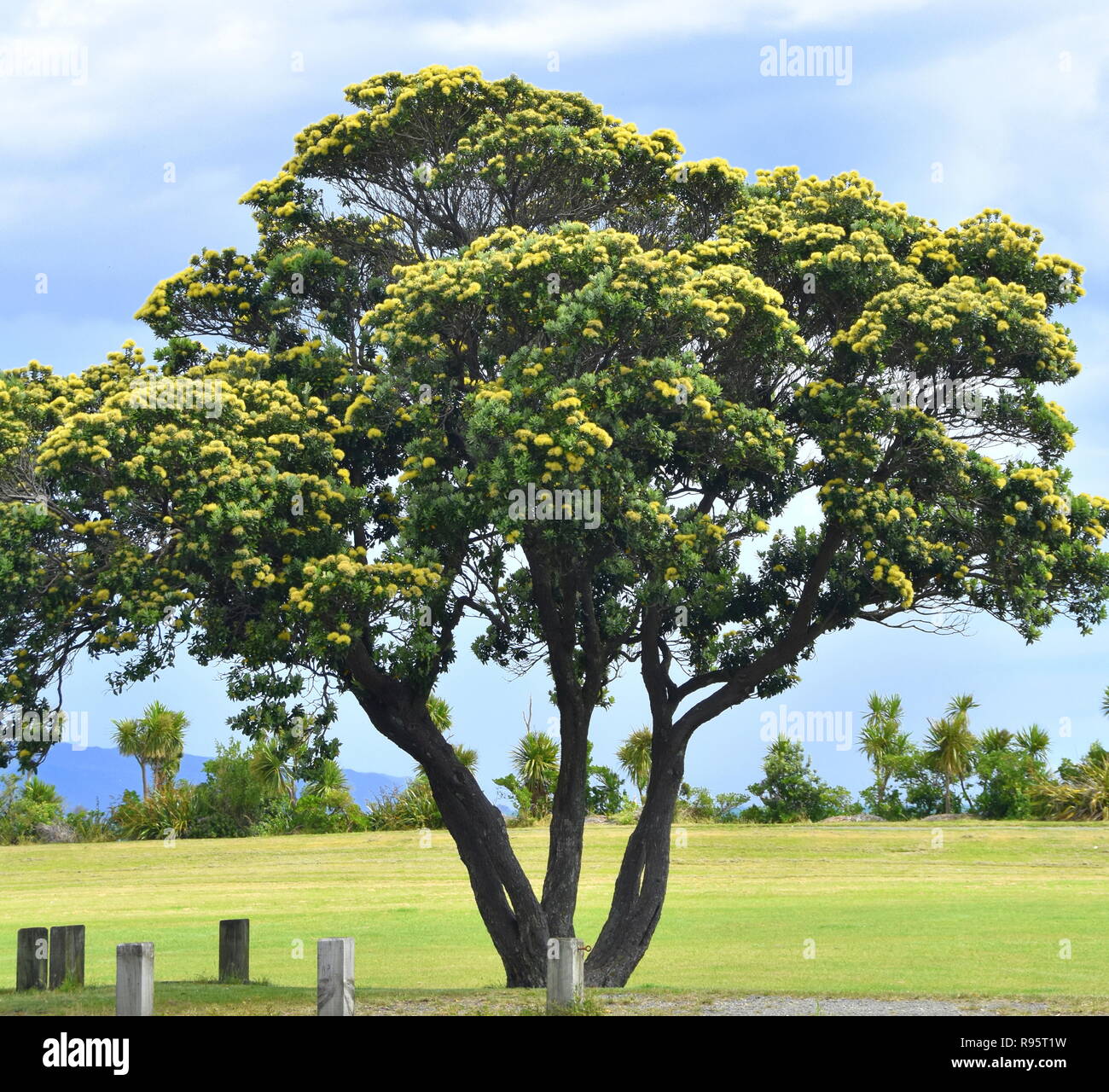 Yellow pohutukawa tree on Petone Esplanade, Wellington, flowering at Christmas Stock Photo