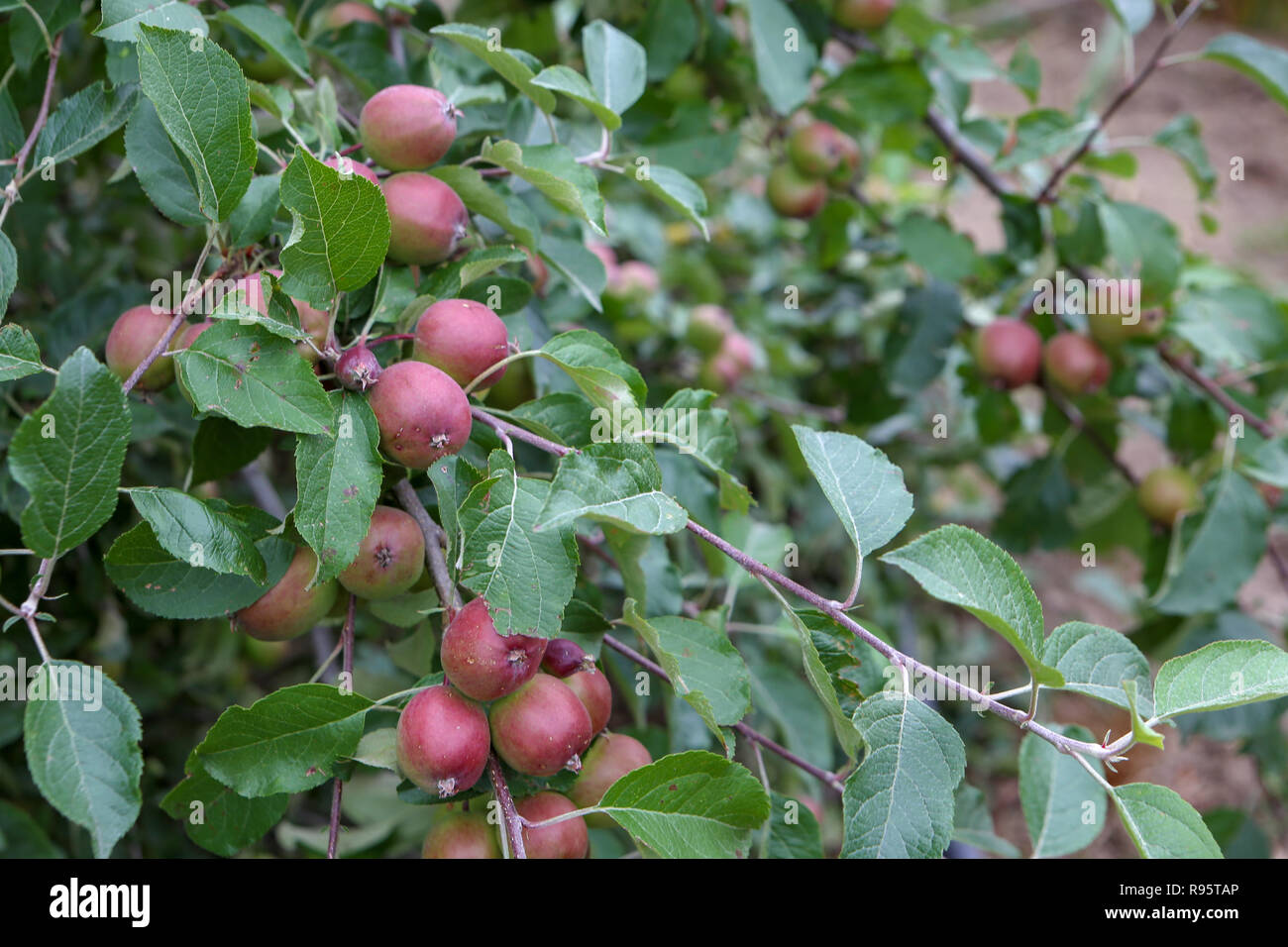 New zealand fruit orchard hires stock photography and images Alamy