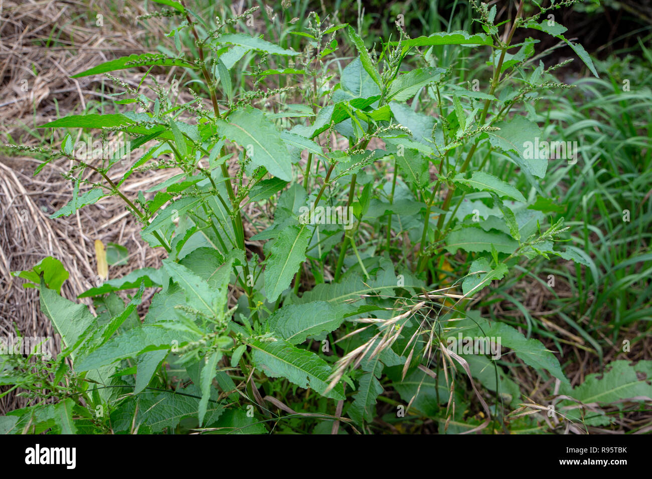Broad-leaved dock is an invasive weed in rural areas Stock Photo