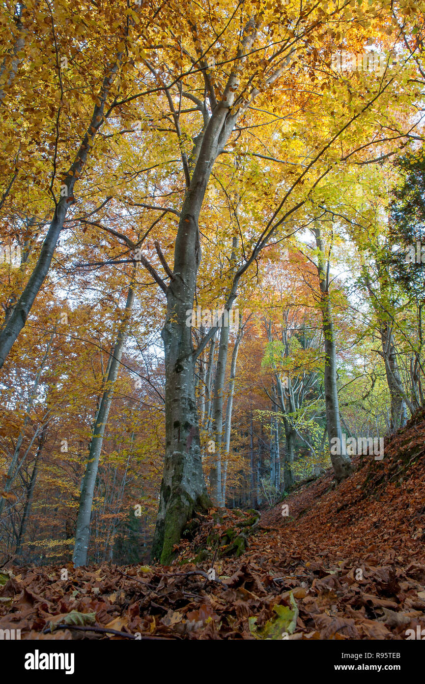 Dark misty forest floor hi-res stock photography and images - Alamy