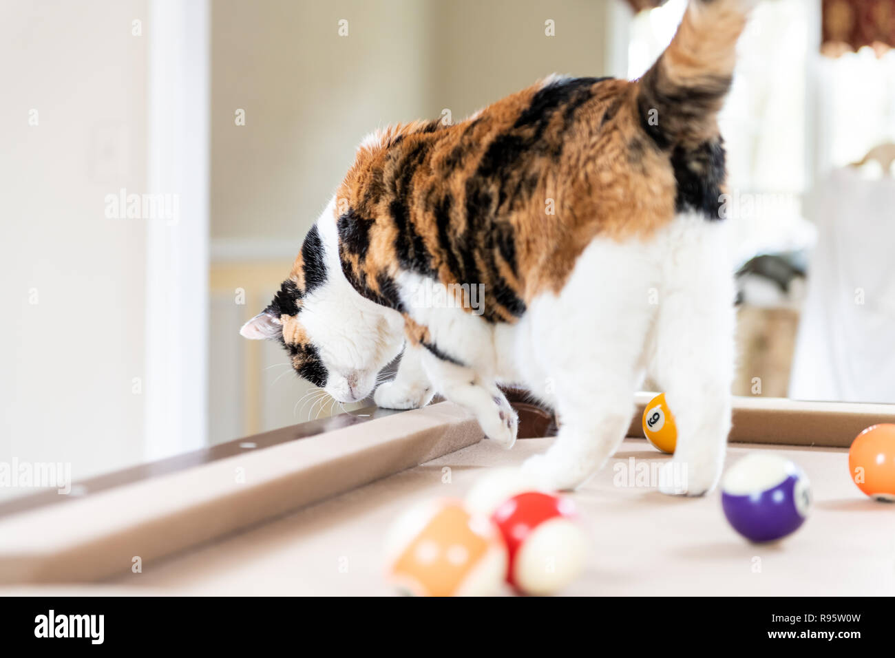 Curious Calico Cat Standing On Top Of Billiard Pool Table