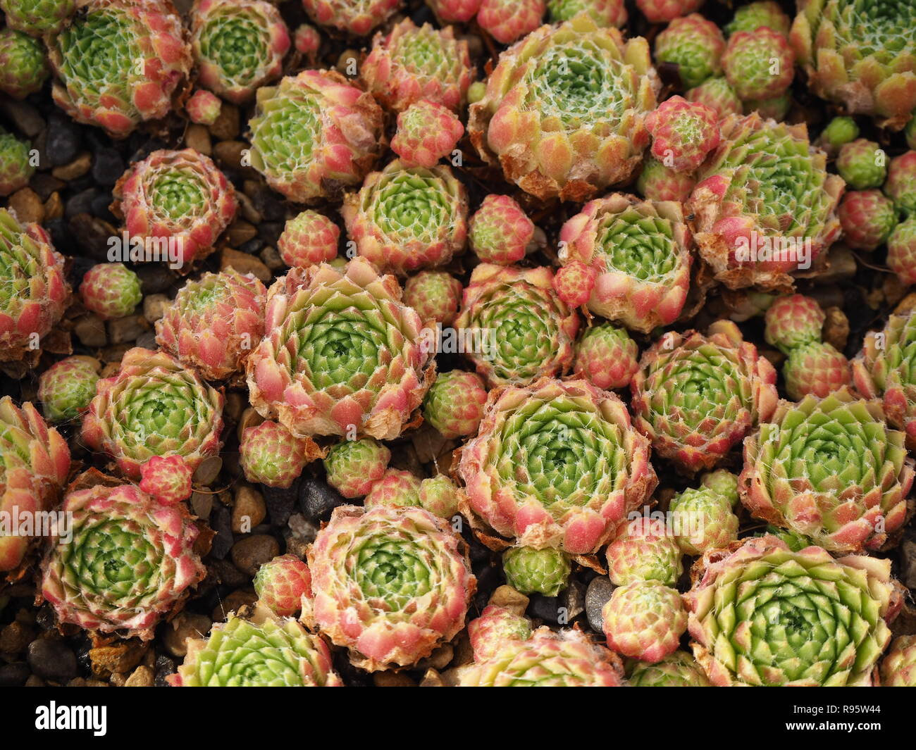 Sempervivum arachnoideum succulent plant with pink and green leaves seen from above Stock Photo