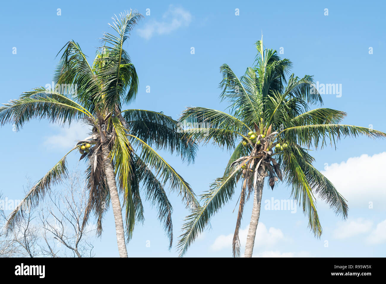 Coconut tree with two branch hires stock photography and images Alamy