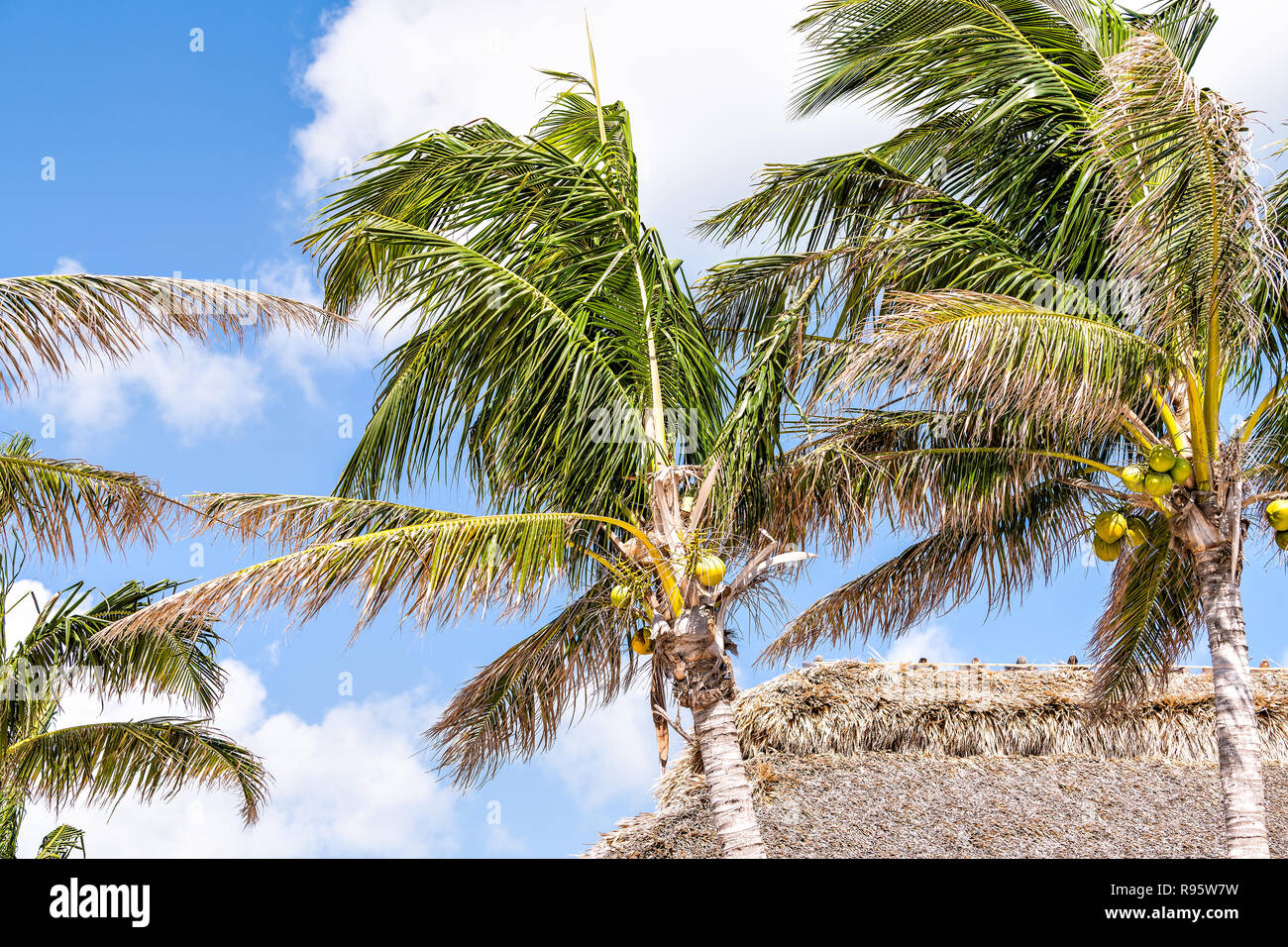 Bar, grill, restaurant yellow straw tiki roof, rooftop building, yellow