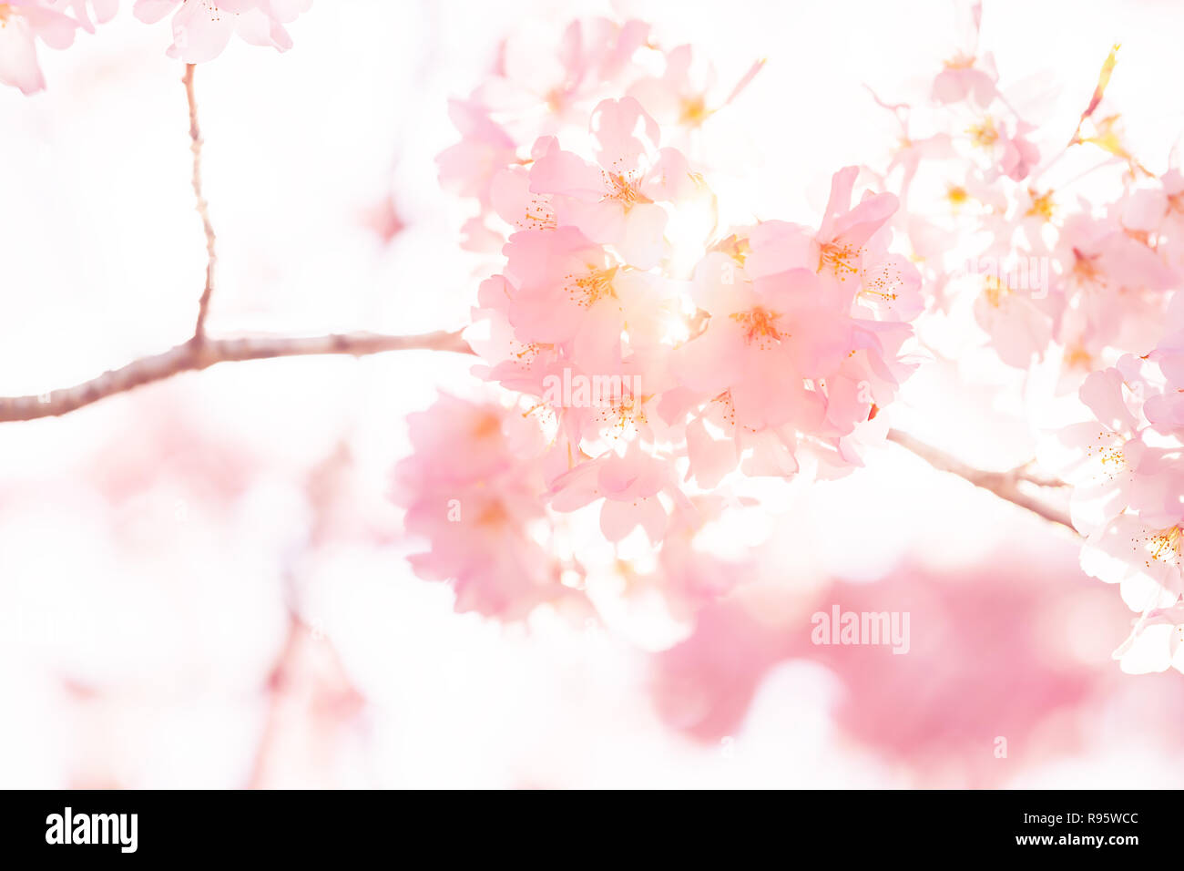 Looking up, low angle closeup view of one vibrant pink cherry, sakura blossom tree branch, sky, flower petals in spring, springtime Washington DC, sun Stock Photo