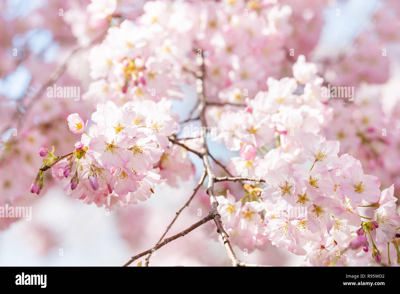 Closeup View Of One Soft Vibrant Pink Cherry Blossom Sakura Tree Branch Sky Flower Petals In Spring Springtime Washington Dc Sunny Sunshine Sunl Stock Photo Alamy