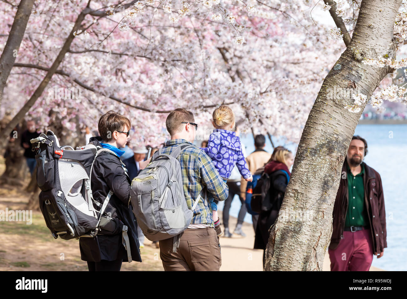 Washington DC, USA - April 5, 2018: Family, mother, father, daughter girl, child, people walking along tidal basin at cherry blossom sakura trees, bra Stock Photo