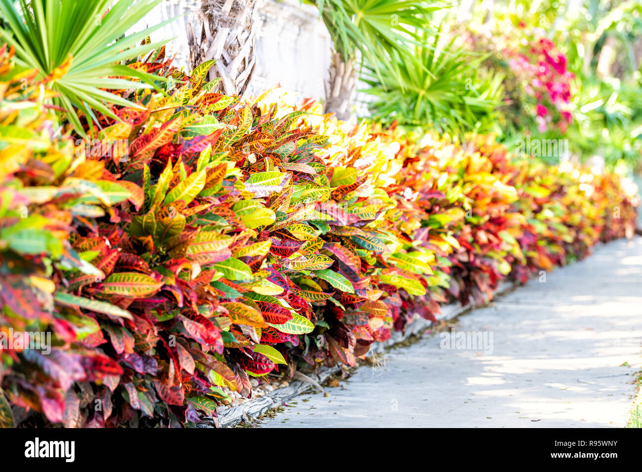 Vibrant codiaeum variegatum, petra croton, variegated plant leaf, leaves, landscaped garden, landscaping along wall, outside, outdoor street, outdoors Stock Photo